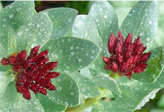 Rhodiola rosea.jpg